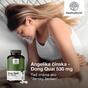 3x Angelica china - Dong Quai 530 mg