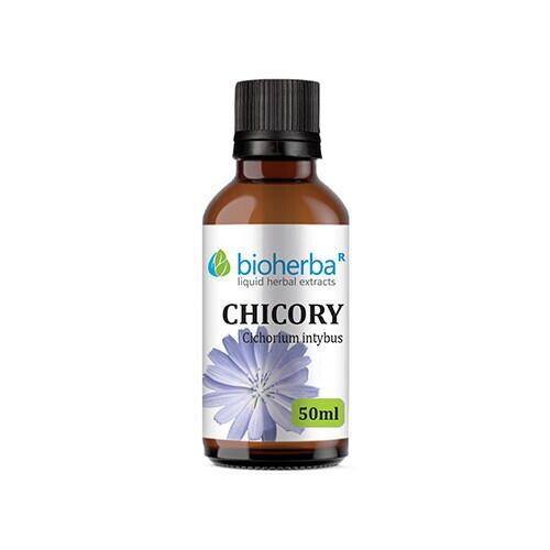 Cykoria - nalewka