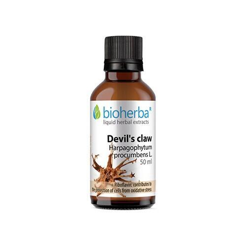 Harpagophytum - tincture
