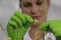 MERCATOR gogrip roheline M pulbervaba nitriil tekstuuriga kindad 50tk